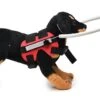 Dog Walking Halo Harness, Safety Blind Dog Guiding Device, Bumpers For Blind Dogs, Adjustable Pet Halo For Blind Dogs Red Small