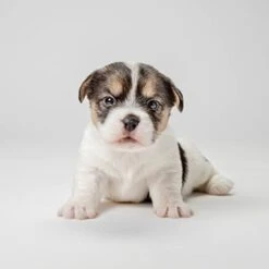 PetAg Esbilac 2nd Step Puppy Weaning Food - With Natural Milk Protein, Vitamins, And Minerals For 4-8 Week-Old Puppies - 14 Oz Powdered Mix -Zoomie Shop 31S1gmrh8PL