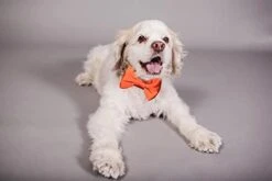 Burnt Orange Dog Bowtie Collar, Dog Wedding Collar, Terracotta Wedding Dog Collar, Formal Dog Collar, Wedding Apparel For Dogs, Dog Collars, Formal Dog Collars (Large: 13.5-16.5" Neck) 17 Burnt Orange Dog Bowtie Collar, Dog Wedding Collar, Terracotta Wedding Dog Collar, Formal Dog Collar, Wedding Apparel For Dogs, Dog Collars, Formal Dog Collars (Large: 13.5-16.5" Neck) -Zoomie Shop 31renJCNVKL