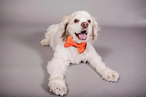 Burnt Orange Dog Bowtie Collar, Dog Wedding Collar, Terracotta Wedding Dog Collar, Formal Dog Collar, Wedding Apparel For Dogs, Dog Collars, Formal Dog Collars (Large: 13.5-16.5" Neck) 3 Burnt Orange Dog Bowtie Collar, Dog Wedding Collar, Terracotta Wedding Dog Collar, Formal Dog Collar, Wedding Apparel For Dogs, Dog Collars, Formal Dog Collars (Large: 13.5-16.5" Neck) - Image 3