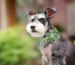 DOGWONG Summer Dog Collar With Flower,Avocado Dog Collar Comfortable Durable Fruit Dog Collar For Small Medium Large Dog 18 DOGWONG Summer Dog Collar With Flower,Avocado Dog Collar Comfortable Durable Fruit Dog Collar For Small Medium Large Dog -Zoomie Shop 413XhB5g6rL