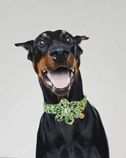 DOGWONG Summer Dog Collar With Flower,Avocado Dog Collar Comfortable Durable Fruit Dog Collar For Small Medium Large Dog 19 DOGWONG Summer Dog Collar With Flower,Avocado Dog Collar Comfortable Durable Fruit Dog Collar For Small Medium Large Dog -Zoomie Shop 413ylHa3AjL