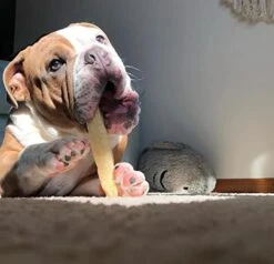 EcoKind Pet Treats Premium Gold Himalayan Yak Cheese Dog Chew, Gluten Free, Lactose Free, All Natural Chews For Small To Large Dogs | Keeps Dogs Busy & Enjoying, Indoors & Outdoor Use, 1 Lb. Bag -Zoomie Shop 418lhNMtSHL