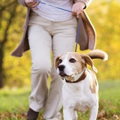 30 Pieces Slip Leads Dog Leash Pet Rope Strong Pulling Kennel Leads With O-Ring Durable For Dogs Walking Training (Neon Green, Orange, Yellow, Blue, Red, Black) -Zoomie Shop 41EOLZrhgkL