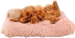 Long Plush Dog Bed Square Dog Mat Pet Cushion Blanket Soft Fleece Cat Cushion Puppy Sofa Mat (Large,Peacock Blue) 16 Long Plush Dog Bed Square Dog Mat Pet Cushion Blanket Soft Fleece Cat Cushion Puppy Sofa Mat (Large,Peacock Blue) -Zoomie Shop 41UG2JjamPL. AC