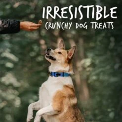 Fruitables Biggies Dog Biscuits – Crunchy Dog Biscuits Made With Pumpkin – Healthy Dog Treats Packed With – Free Of Wheat, Corn And Soy – Pumpkin & Blueberry – 16 Ounces 11 Fruitables Biggies Dog Biscuits – Crunchy Dog Biscuits Made With Pumpkin – Healthy Dog Treats Packed With – Free Of Wheat, Corn And Soy – Pumpkin & Blueberry – 16 Ounces -Zoomie Shop 41YGApRIYVL