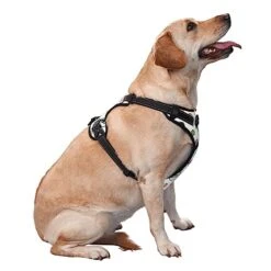 Food Illustration No Pull Dog Harness Adjustable Puppy Harness Reflective Dog Vest Harness Wear-Resistant Oxford Cloth Dog Harness With Leash For Small Medium Large Dogs