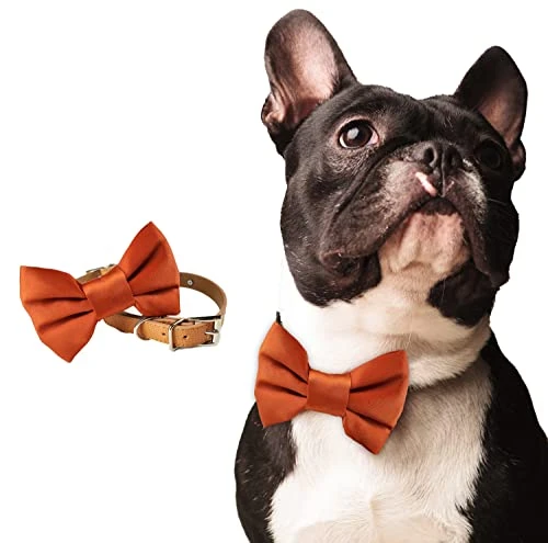 Burnt Orange Dog Bowtie Collar, Dog Wedding Collar, Terracotta Wedding Dog Collar, Formal Dog Collar, Wedding Apparel For Dogs, Dog Collars, Formal Dog Collars (Large: 13.5-16.5" Neck) 1 Burnt Orange Dog Bowtie Collar, Dog Wedding Collar, Terracotta Wedding Dog Collar, Formal Dog Collar, Wedding Apparel For Dogs, Dog Collars, Formal Dog Collars (Large: 13.5-16.5" Neck)