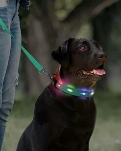 Joytale Light Up Dog Collars Rechargeable, High Visibility LED Dog Collar for Pet Night Walking, 3 Flash Modes, Rainproof PVC Glow Collar Adjustable for Small Medium Large Dogs, Teal, L -Zoomie Shop 41p32RVkZmL