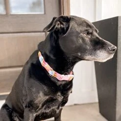 Steel Mill & Co Adjustable Dog Collar With Quick Release Buckle, Heavy Duty Canvas, Cute Floral Dog Collars For Medium And Large Dogs, Summer Garden -Zoomie Shop 41reSu0qv7L