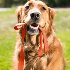 Browning Classic Dog Leash, Safety Orange, 6ft X 1in -Zoomie Shop 513yy6J5TrL