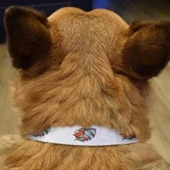 Small 'Seafood Selection' Dog Collar (PR00039079)