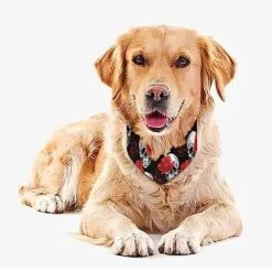 GENERIC Skull Red Roses On Black Pet Bandana Collar - Scarf Collar - Art Dog Bandana Minimal Head Cicumference -Zoomie Shop 517YcA77yOL