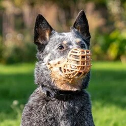 Safe BASKERVILLE ANTI SCAVENGE MUZZLE, Size 5, Dog Can Pant And Drink, Prevents Biting And Food Waste Scavenging, Ideal For Longer Nosed Dogs, Breathable Dog Training Muzzle For Medium Dogs 11 Safe BASKERVILLE ANTI SCAVENGE MUZZLE, Size 5, Dog Can Pant And Drink, Prevents Biting And Food Waste Scavenging, Ideal For Longer Nosed Dogs, Breathable Dog Training Muzzle For Medium Dogs -Zoomie Shop 519sjdKtl4L