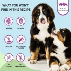 Health Extension Dry Dog Food, Natural Food With Added Vitamins & Minerals, Suitable For Puppies & Dogs, Original Chicken & Brown Rice Recipe (4 Pound / 1.8 Kg) -Zoomie Shop 51DOCG7qdwL