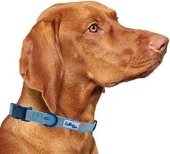 CUTIE TIES Dog Collar Breakfast Club – Durable Nylon Material - Premium Quality Collars For Dogs - Cute Dog Collars In Three Sizes (Breakfast Club, Medium (13" - 20")) 22 CUTIE TIES Dog Collar Breakfast Club – Durable Nylon Material - Premium Quality Collars For Dogs - Cute Dog Collars In Three Sizes (Breakfast Club, Medium (13" - 20")) -Zoomie Shop 51GFuwspmcL. AC 1