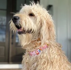 Steel Mill & Co Adjustable Dog Collar With Quick Release Buckle, Heavy Duty Canvas, Cute Floral Dog Collars For Medium And Large Dogs, Summer Garden -Zoomie Shop 51KZtaINaVL