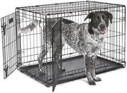 MidWest Homes For Pets XL Dog Crate | MidWest Life Stages Folding Metal Dog Crate | Divider Panel, Floor Protecting Feet, Leak-Proof Dog Pan | 48L X 30W X 33H Inches, XL Dog Breed -Zoomie Shop 51KnCAt0VL. AC