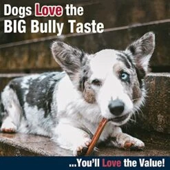 Cadet Bully Hide Sticks For Dogs - All-Natural Bully Stick & Beef Hide Dog Chews - Long Lasting Bully Sticks Alternative Made With 2 Ingredients - Dog Chews For Aggressive Chewers, Small (9 Pack) -Zoomie Shop 51MsEyI8NwL