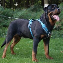 FEimaX Dog Harness No Pull Reflective Pet Vest Harness For Large Dogs Adjustable Breathable No Choke Dog Harnesses With 2 Leash Attachments Control Handle For Walking -Zoomie Shop 51NxgAMTYaL