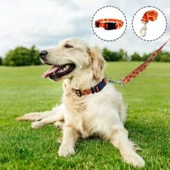 Large Dog Harness And Leash Set With Collar, No Pull Dog Harness No Escape Chew Proof Durable Dog Leash Personalized Adjustable Buckle Dog Collar With Pizza Food Pattern 19 Large Dog Harness And Leash Set With Collar, No Pull Dog Harness No Escape Chew Proof Durable Dog Leash Personalized Adjustable Buckle Dog Collar With Pizza Food Pattern -Zoomie Shop 51OUyrs3nAS