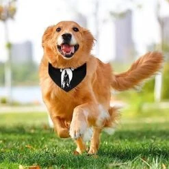 GENERIC A Gorilla With A Footprint Pet Bandana Collar - Scarf Collar - Art Dog Bandana Minimal Head Cicumference 10 GENERIC A Gorilla With A Footprint Pet Bandana Collar - Scarf Collar - Art Dog Bandana Minimal Head Cicumference -Zoomie Shop 51RSyfHG8sL