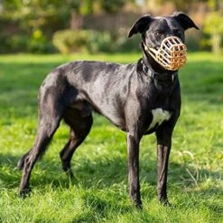 Safe Baskerville Anti SCAVENGE Muzzle, Size 9, Dog Can Pant And Drink, Prevents Biting And Food Waste Scavenging, Ideal For Longer Nosed Dogs, Breathable Dog Training Muzzle For Large Dogs(Brown) 11 Safe Baskerville Anti SCAVENGE Muzzle, Size 9, Dog Can Pant And Drink, Prevents Biting And Food Waste Scavenging, Ideal For Longer Nosed Dogs, Breathable Dog Training Muzzle For Large Dogs(Brown) -Zoomie Shop 51U02DRIjzL