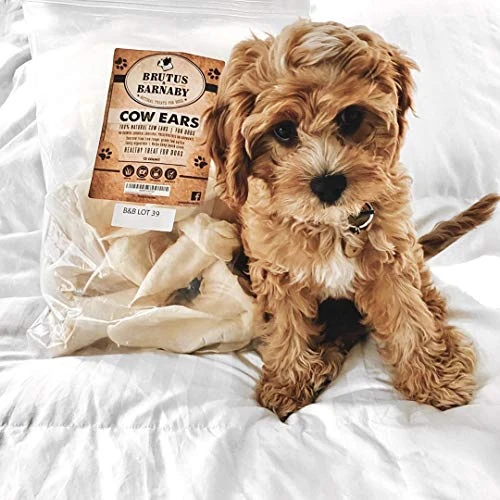 Premium Cow Ears For Dogs, Thick Cut & All-Natural Whole Ears, 100% Grass Fed Beef, No Additives Or Hormones, Safe Rawhide Alternative, Great Dog Treat Alternative To Pig Ears, Bully Sticks, Dog Bones 4 Premium Cow Ears For Dogs, Thick Cut & All-Natural Whole Ears, 100% Grass Fed Beef, No Additives Or Hormones, Safe Rawhide Alternative, Great Dog Treat Alternative To Pig Ears, Bully Sticks, Dog Bones - Image 4