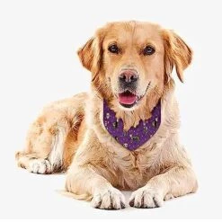 GENERIC Sugar Skull Calavera Black Cats Mexican Style Pet Bandana Collar - Scarf Collar - Art Dog Bandana Minimal Head Cicumference 9 GENERIC Sugar Skull Calavera Black Cats Mexican Style Pet Bandana Collar - Scarf Collar - Art Dog Bandana Minimal Head Cicumference -Zoomie Shop 51mrbnqnNSL