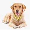 GENERIC Pattern With Sunflowers Bees Pet Bandana Collar - Scarf Collar - Art Dog Bandana Minimal Head Cicumference