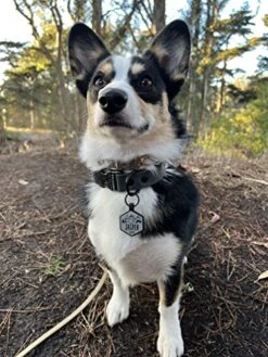 Besties Pets Salt And Sun Ocean Customized Silicone Pet ID Name Tags For Collars - Silent And Jingle Free - Ships Fast From California- Custom Designs For Dogs And Cats - Personalized - Laser Engraved -Zoomie Shop 51zAYMN8UIL