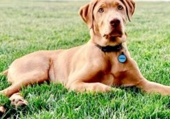 LYP Soundless Pet Tag - Deep Engraved Silicone – Double Sided And Engraving Will Last - Many Design Choices Of Pet ID Tags, Dog Tags, Cat Tags (Red, Circle) -Zoomie Shop 610yxj8nMyL