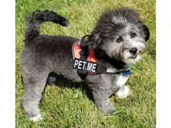 PET ME Nylon Dog Vest Harness. Purchase Comes With 2 Reflective Removable PET ME Pathces. Please Measure Your Dog Before Ordering -Zoomie Shop 61Wt2TzMbbL