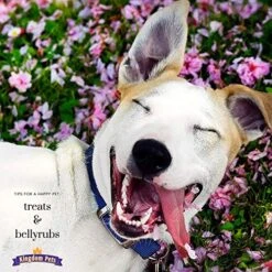 Kingdom Pets Filler Free Chicken Breast Jerky, Premium Treats For Dogs, 48-Ounce Bag -Zoomie Shop 61YqxMDQHIL