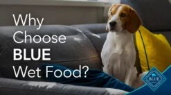 Blue Buffalo Family Favorites Natural Adult Wet Dog Food, Sunday Chicken 12.5-oz Can (Pack Of 12) -Zoomie Shop 81fdBi9Uz0L